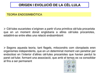 ORIGEN I EVOLUCIÓ DE LA CÈL·LULA

  TEORIA ENDOSIMBIÒTICA




  Cèl·lules eucariotes s’originen a partir d’una primitiva cèl·lula procariota
que en un moment donat englobaria a altres cèl·lules procariotes,
establint-se entre elles una relació endosimbiont



   Segons aquesta teoria, tant flagels, mitocondris com cloroplasts eren
organismes independents, que en un determinat moment van penetrar per
endocitosi en l’interior d’altres cèl·lules procariotes que havien perdut la
paret cel·lular, formant una associació, que amb el temps es va consolidar
al fins a ser permanent
 
