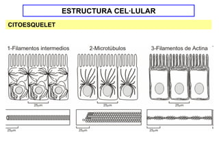 ESTRUCTURA CEL·LULAR
CITOESQUELET
 