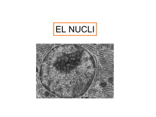 EL NUCLI
 