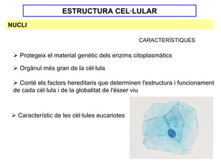 ESTRUCTURA CEL·LULAR
NUCLI

                                               CARACTERÍSTIQUES

   Protegeix el material genètic dels enzims citoplasmàtics

   Orgànul més gran de la cèl·lula

   Conté els factors hereditaris que determinen l'estructura i funcionament
 de cada cèl·lula i de la globalitat de l'ésser viu



  Característic de les cèl·lules eucariotes
 