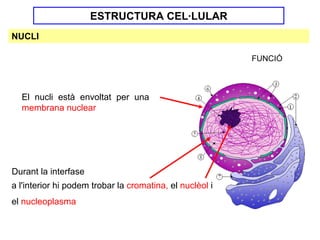 ESTRUCTURA CEL·LULAR
NUCLI

                                                          FUNCIÓ



  El nucli està envoltat per una
  membrana nuclear




Durant la interfase
a l'interior hi podem trobar la cromatina, el nuclèol i
el nucleoplasma
 