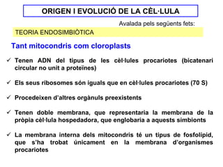 ORIGEN I EVOLUCIÓ DE LA CÈL·LULA
                                   Avalada pels següents fets:
 TEORIA ENDOSIMBIÒTICA

Tant mitocondris com cloroplasts
Tenen ADN del tipus de les cèl·lules procariotes (bicatenari
circular no unit a proteïnes)

Els seus ribosomes són iguals que en cèl·lules procariotes (70 S)

Procedeixen d’altres orgànuls preexistents

Tenen doble membrana, que representaria la membrana de la
pròpia cèl·lula hospedadora, que englobaria a aquests simbionts

La membrana interna dels mitocondris té un tipus de fosfolípid,
que s’ha trobat únicament en la membrana d’organismes
procariotes
 