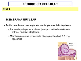 ESTRUCTURA CEL·LULAR
NUCLI



  MEMBRANA NUCLEAR

  Doble membrana que separa el nucleoplasma del citoplasma
        Perforada pels porus nuclears (transport actiu de molècules
         entre el núcli i el citoplasma
        Membrana externa connectada directament amb el R.E. i té
         ribosomes
 
