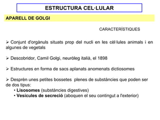 ESTRUCTURA CEL·LULAR
APARELL DE GOLGI

                                               CARACTERÍSTIQUES


   Conjunt d'orgànuls situats prop del nucli en les cèl·lules animals i en
algunes de vegetals

  Descobridor, Camil Golgi, neuròleg italià, el 1898

  Estructures en forma de sacs aplanats anomenats dictiosomes

  Desprèn unes petites bossetes plenes de substàncies que poden ser
de dos tipus:
    • Lisosomes (substàncies digestives)
    • Vesícules de secreció (aboquen el seu contingut a l'exterior)
 
