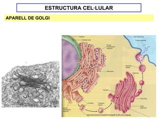 ESTRUCTURA CEL·LULAR
APARELL DE GOLGI
 