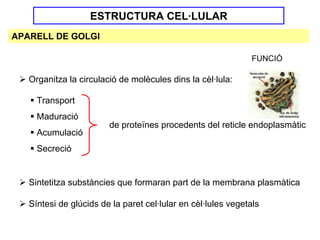 ESTRUCTURA CEL·LULAR
APARELL DE GOLGI

                                                               FUNCIÓ

   Organitza la circulació de molècules dins la cèl·lula:

     Transport
     Maduració
                        de proteïnes procedents del reticle endoplasmàtic
     Acumulació
     Secreció


   Sintetitza substàncies que formaran part de la membrana plasmàtica

   Síntesi de glúcids de la paret cel·lular en cèl·lules vegetals
 