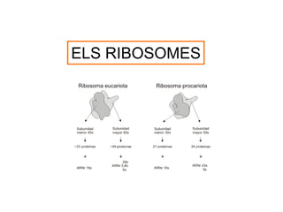 ELS RIBOSOMES
 