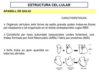 ESTRUCTURA CEL·LULAR
APARELL DE GOLGI

                                              CARACTERÍSTIQUES

  Orgànuls cel·lulars amb forma de petits granets poden trobar-se lliures
pel citoplasma o bé enganxats en el reticle endoplasmàtic rugós RER

   Constituïts per dues subunitats corpusculars unides fortament, una
d'elles formada per Àcid Ribonuclèic (ARN) i l'altra per proteïnes (80S)



   Se'ls troba en gran quantitat en
totes les cèl·lules
 