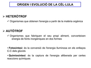 ORIGEN I EVOLUCIÓ DE LA CÈL·LULA


HETERÒTROF
  Organismes que obtenen l'energia a partir de la matèria orgànica


AUTÒTROF
  Organismes que fabriquen el seu propi aliment, converteixen
   energia de fonts inorgàniques en dos formes


• Fotosíntesi: és la conversió de l'energia lluminosa en els enllaços
C-C dels glúcids
• Quimiosíntesi: és la captura de l'energia alliberada per certes
reaccions químiques
 