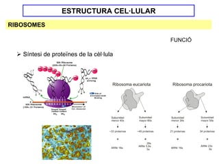 ESTRUCTURA CEL·LULAR
RIBOSOMES

                                         FUNCIÓ

   Síntesi de proteïnes de la cèl·lula
 