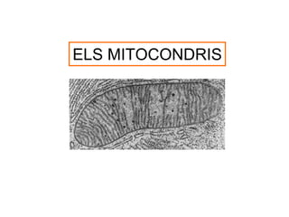 ELS MITOCONDRIS
 