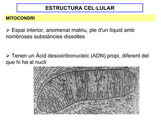ESTRUCTURA CEL·LULAR
MITOCONDRI

  Espai interior, anomenat matriu, ple d'un líquid amb
nombroses substàncies dissoltes


  Tenen un Àcid desoxiribonucleic (ADN) propi, diferent del
que hi ha al nucli
 
