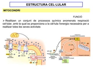 ESTRUCTURA CEL·LULAR
MITOCONDRI

                                                               FUNCIÓ
  Realitzen un conjunt de processos químics anomenats respiració
cel·lular, amb la qual es proporciona a la cèl·lula l'energia necessària per a
realitzar totes les seves activitats
 