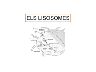 ELS LISOSOMES
 