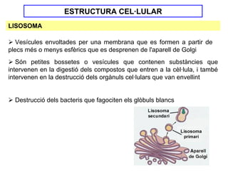 ESTRUCTURA CEL·LULAR
LISOSOMA

   Vesícules envoltades per una membrana que es formen a partir de
plecs més o menys esfèrics que es desprenen de l'aparell de Golgi
   Són petites bossetes o vesícules que contenen substàncies que
intervenen en la digestió dels compostos que entren a la cèl·lula, i també
intervenen en la destrucció dels orgànuls cel·lulars que van envellint


  Destrucció dels bacteris que fagociten els glòbuls blancs
 