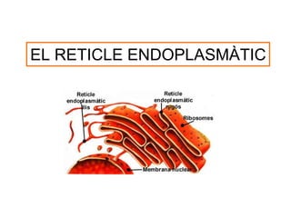 EL RETICLE ENDOPLASMÀTIC
 