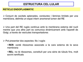 ESTRUCTURA CEL·LULAR
RETICLE ENDOPLASMÀTIC

 Conjunt de cavitats aplanades, conductes i làmines limitats per una
membrana, delimita un espai intern anomenat lumen del RE


  Una part del RE rugós continua amb la membrana externa del nucli
mentre que una altra part es comunica dinàmicament amb l'aparell de
Golgi, a través de vesícules transportadores


  Pot presentar dos aspectes: llis i rugós
   • RER: conté ribosomes associats a la cara externa de la seva
   membrana
   • REL: no té ribosomes, constituït per una sèrie de túbuls fins, molt
   sovint ramificats
 