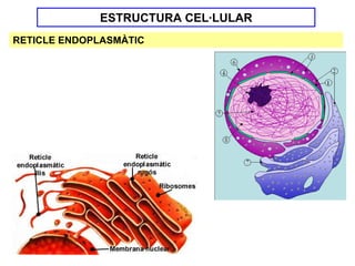 ESTRUCTURA CEL·LULAR
RETICLE ENDOPLASMÀTIC
 