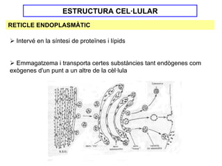 ESTRUCTURA CEL·LULAR
RETICLE ENDOPLASMÀTIC

  Intervé en la síntesi de proteïnes i lípids


  Emmagatzema i transporta certes substàncies tant endògenes com
exògenes d'un punt a un altre de la cèl·lula
 