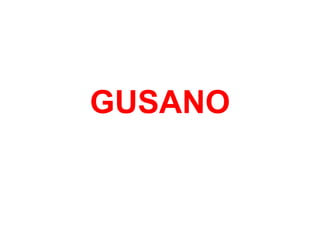 GUSANO
 