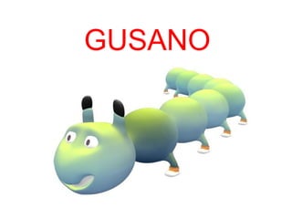GUSANO
 