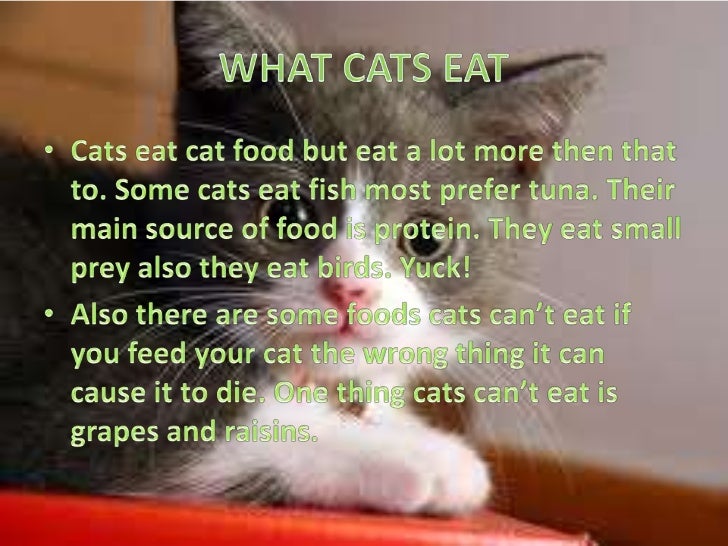 What Kind Of Food Do Tabby Cats Eat What Kind Of Food Do Tabby Cats Eat