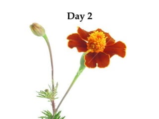Day 2
 