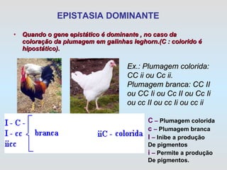 EPISTASIA DOMINANTE Quando o gene epistático é dominante , no caso da coloração da plumagem em galinhas leghorn.(C : colorido é hipostático).   Ex.: Plumagem colorida: CC ii ou Cc ii.   Plumagem branca: CC II ou CC Ii ou Cc II ou Cc Ii ou cc II ou cc Ii ou cc ii C  –  Plumagem colorida c  –  Plumagem branca I  –  Inibe a produção  De pigmentos i  –  Permite a produção De pigmentos. 