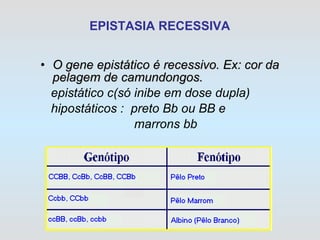 EPISTASIA RECESSIVA O gene epistático é recessivo. Ex:   cor da pelagem de camundongos. epistático c(só inibe em dose dupla) hipostáticos :  preto Bb ou BB e marrons bb 