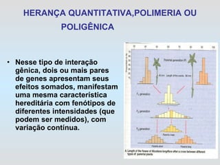 HERANÇA QUANTITATIVA,POLIMERIA OU POLIGÊNICA              Nesse tipo de interação gênica, dois ou mais pares de genes apresentam seus efeitos somados, manifestam uma mesma característica hereditária com fenótipos de diferentes intensidades (que podem ser medidos), com variação contínua. 