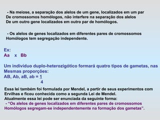 - Na meiose, a separação dos alelos de um gene, localizados em um par De cromossomos homólogos, não interfere na separação dos alelos De um outro gene localizados em outro par de homólogos. - Os alelos de genes localizados em diferentes pares de cromossomos Homólogos tem segregação independente. Ex: Aa  x  Bb Um indivíduo duplo-heterozigótico formará quatro tipos de gametas, nas Mesmas proporções: AB, Ab, aB, ab =  1 4   Essa lei também foi formulada por Mendel, a partir de seus experimentos com Ervilhas e ficou conhecida como a segunda Lei de Mendel. Atualmente essa lei pode ser enunciada da seguinte forma: - “Os alelos de genes localizados em diferentes pares de cromossomos  Homólogos segregam-se independentemente na formação dos gametas”. 