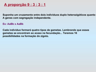 A proporção 9 : 3 : 3 : 1 Suponha um cruzamento entre dois indivíduos duplo heterozigóticos quanto A genes com segregação independente. Ex: AaBb x AaBb Cada indivíduo formará quatro tipos de gametas. Lembrando que esses  gametas se encontram ao acaso na fecundação... Teremos 16  possibilidades na formação do zigoto. 