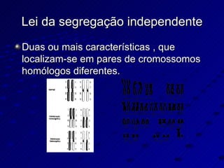 Lei da segregação independente Duas ou mais características , que localizam-se em pares de cromossomos homólogos diferentes. 