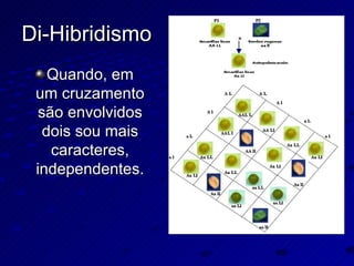 Di-Hibridismo Quando, em um cruzamento são envolvidos dois sou mais caracteres, independentes. 