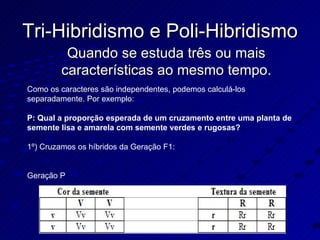 Tri-Hibridismo e Poli-Hibridismo Quando se estuda três ou mais características ao mesmo tempo. Como os caracteres são independentes, podemos calculá-los separadamente. Por exemplo: P: Qual a proporção esperada de um cruzamento entre uma planta de semente lisa e amarela com semente verdes e rugosas? 1º) Cruzamos os híbridos da Geração F1: Geração P 