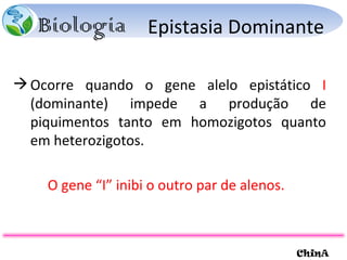 Epistasia Dominante Ocorre quando o gene alelo epistático  I  (dominante) impede a produção de piquimentos tanto em homozigotos quanto em heterozigotos. O gene “I” inibi o outro par de alenos. 