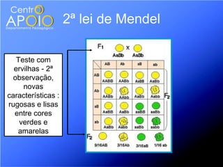 2ª lei de Mendel

   Teste com
  ervilhas - 2ª
  observação,
     novas
características :
rugosas e lisas
  entre cores
    verdes e
   amarelas
 