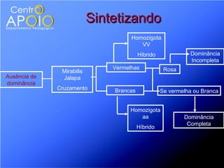 Sintetizando
                                     Homozigota
                                        VV
                                         Híbrido              Dominância
                                                              Incompleta
                               Vermelhas            Rosa
               Mirabilis
Ausência de    Jalapa
dominância
              Cruzamento       Brancas             Se vermelha ou Branca


                                     Homozigota
                                        aa                 Dominância
                                                            Completa
                                         Híbrido
 