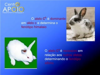 O alelo ch é dominante
em alelo c e determina o
fenótipo himalaio




               O alelo ca é recessivo em
               relação aos outros alelos
               determinando o fenótipo
               albino
 
