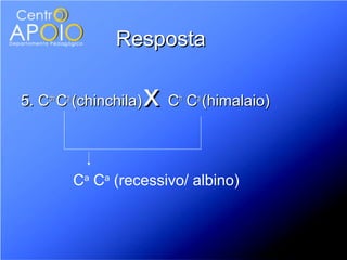 Resposta

5. Cch Ca (chinchila)   x C C (himalaio)
                            h   a




         Ca Ca (recessivo/ albino)
 