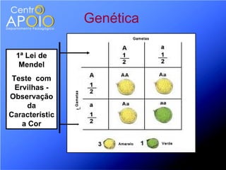 Genética
                                     Gametas




  1ª Lei de
   Mendel
 Teste com
  Ervilhas -
                Gametas




Observação
      da
Característic
    a Cor

                               Amarelo         Verde
 