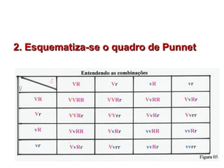 2. Esquematiza-se o quadro de Punnet2. Esquematiza-se o quadro de Punnet
 