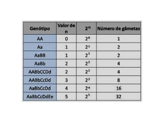 2ª lei de mendel
