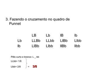 3. Fazendo o cruzamento no quadro de
Punnet
LB Lb lB lb
Lb LLBb LLbb LlBb Llbb
lb LlBb Llbb llBb llbb
Pêlo curto e branco: L _ bb
LLbb= 1/8
Llbb= 2/8 = 3/83/8
 
