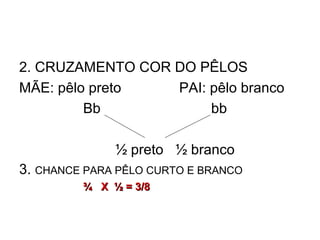2. CRUZAMENTO COR DO PÊLOS
MÃE: pêlo preto PAI: pêlo branco
Bb bb
½ preto ½ branco
3. CHANCE PARA PÊLO CURTO E BRANCO
¾ X ½ = 3/8¾ X ½ = 3/8
 