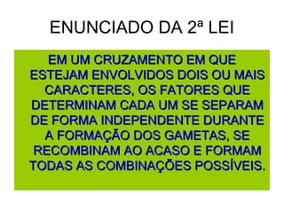 ENUNCIADO DA 2ª LEI
EM UM CRUZAMENTO EM QUEEM UM CRUZAMENTO EM QUE
ESTEJAM ENVOLVIDOS DOIS OU MAISESTEJAM ENVOLVIDOS DOIS OU MAIS
CARACTERES, OS FATORES QUECARACTERES, OS FATORES QUE
DETERMINAM CADA UM SE SEPARAMDETERMINAM CADA UM SE SEPARAM
DE FORMA INDEPENDENTE DURANTEDE FORMA INDEPENDENTE DURANTE
A FORMAÇÃO DOS GAMETAS, SEA FORMAÇÃO DOS GAMETAS, SE
RECOMBINAM AO ACASO E FORMAMRECOMBINAM AO ACASO E FORMAM
TODAS AS COMBINAÇÕES POSSÍVEIS.TODAS AS COMBINAÇÕES POSSÍVEIS.
 