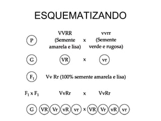 ESQUEMATIZANDO
 