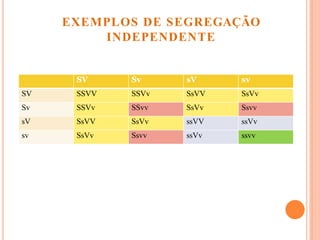 SV Sv sV sv
SV SSVV SSVv SsVV SsVv
Sv SSVv SSvv SsVv Ssvv
sV SsVV SsVv ssVV ssVv
sv SsVv Ssvv ssVv ssvv
EXEMPLOS DE SEGREGAÇÃO
INDEPENDENTE
 