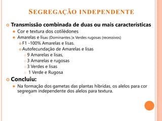 SEGREGAÇÃO INDEPENDENTE
 Transmissão combinada de duas ou mais características
 Cor e textura dos cotilédones
 Amarelas e lisas (Dominantes )x Verdes rugosas (recessivos)
 F1 -100% Amarelas e lisas.
 Autofecundação de Amarelas e lisas
 9 Amarelas e lisas,
 3 Amarelas e rugosas
 3 Verdes e lisas
 1 Verde e Rugosa
 Concluiu:
 Na formação dos gametas das plantas híbridas, os alelos para cor
segregam independente dos alelos para textura.
 