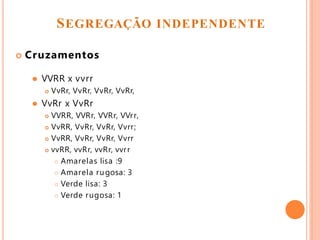 Cruzamentos
 VVRR x vvrr
 VvRr, VvRr, VvRr, VvRr,
 VvRr x VvRr
 VVRR, VVRr, VVRr, VVrr,
 VvRR, VvRr, VvRr, Vvrr;
 VvRR, VvRr, VvRr, Vvrr
 vvRR, vvRr, vvRr, vvrr
 Amarelas lisa :9
 Amarela rugosa: 3
 Verde lisa: 3
 Verde rugosa: 1
SEGREGAÇÃO INDEPENDENTE
 